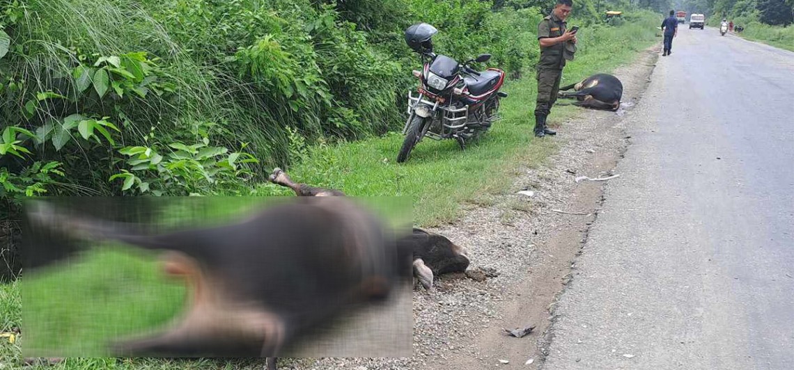 बसले ठक्कर दिँदा एकै पटक १० गाई गोरुको मृत्यु